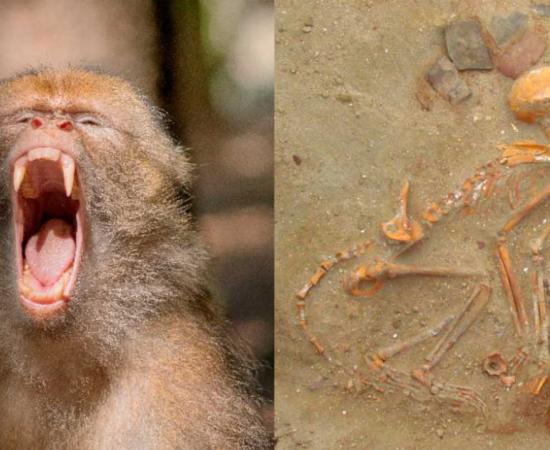 Left: Barbary apes can are intelligent, nimble, and can get pretty angry. But were they used as military monkeys in ancient times? Right: It’s not unheard of for monkeys to have thoughtful burials. Shown: An Indian monkey buried like a child in Egypt. Source: Left: Peter Mazlan / Adobe Stock, Right: Marta Osypińska / Science in Poland