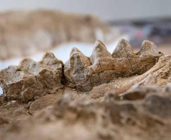 California Park Ranger Discovers Massive Cache of Miocene Epoch Fossils