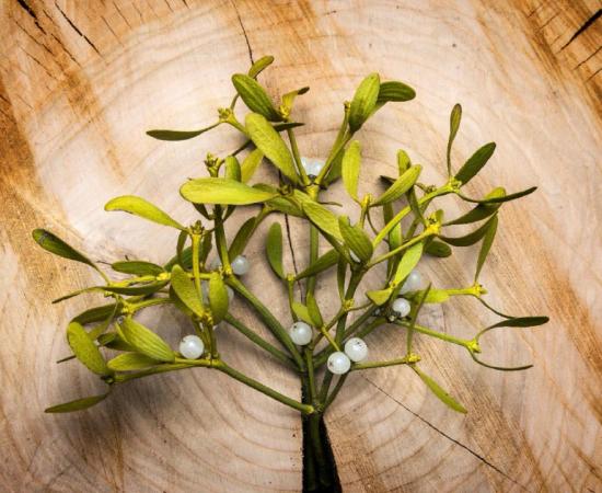 Mistletoe branch. Credit: Vera Kuttelvaserova / Adobe Stock.