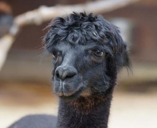 A black llama.