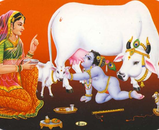 Sticker showing baby Krishna stealing milk from a cow.