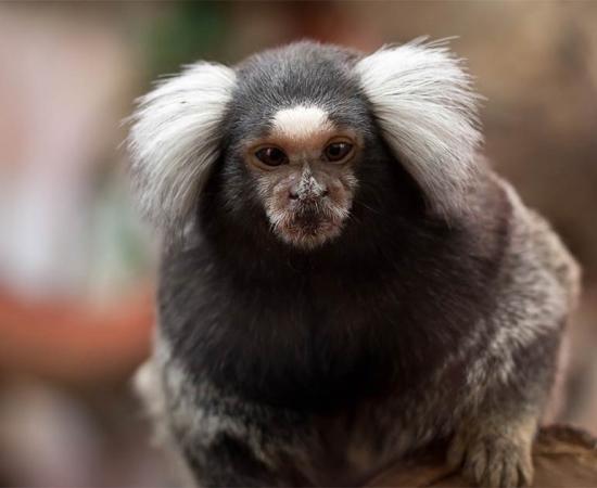 Monkeys Genetically Engineered with Human Brains!