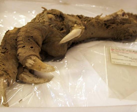 Preserved Megalapteryx (moa) foot, Natural History Museum.