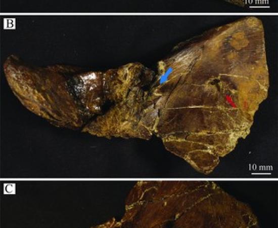 Multiple views of specimen HRS0549, an Edmontosaurus annectens neural spine from Wyoming
