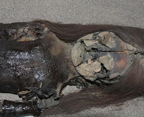 Oldest Mummies in the World Are Turning into Black Slime