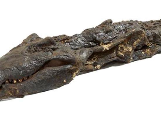 Mummified crocodile with numerous infant crocodiles adhering to the back