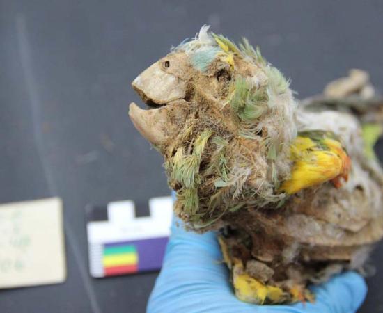 Amazonian Mummified Parrots Discovered in the Atacama Desert