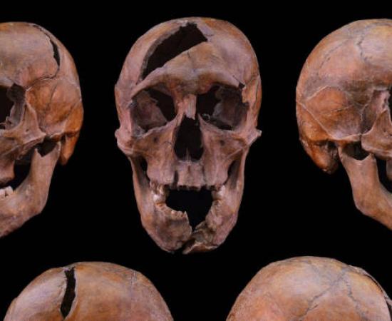 Skull identified as that of Duke Béla of Macsó.