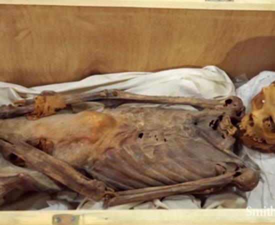 Archaeologists were astounded when they discovered a mutilated mummy within a humble burial chamber in Luxor's 'Valley of the Kings.	Source: YouTube Screenshot/Smithsonian Channel