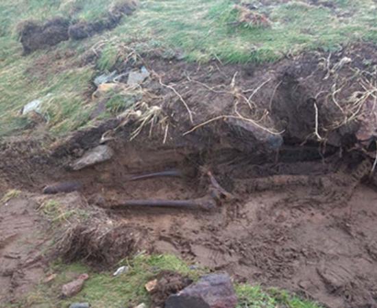 The skeletal remains found after stormy weather in Kilmore Quay, Ireland.