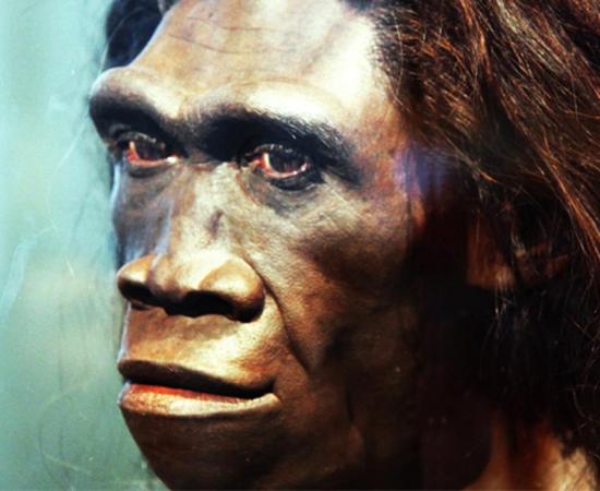 A model of the face of an adult female Homo erectus. Reconstruction by John Gurche, Smithsonian Museum of Natural History 