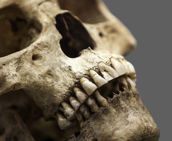 Representational image of human teeth used to analyze details about Native American migration. Source: ia_64 / Adobe Stock