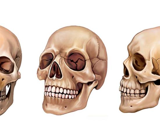 Image of a human skull from three perspectives.	Source: Liliya/Adobe Stock