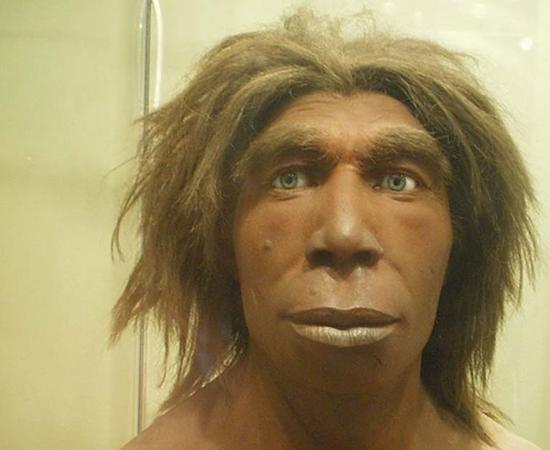 Reconstruction of what a Neanderthal may have looked like in the Museum für Naturkunde, Berlin, Germany