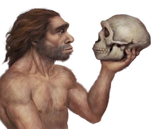 Illustration of Neanderthal Man Holding Neanderthal's Skull  Source: Roni / Adobe Stock