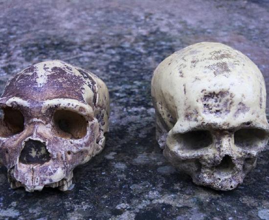 Neanderthal ancestry found in Africans.        Source: procy_ab / Adobe Stock