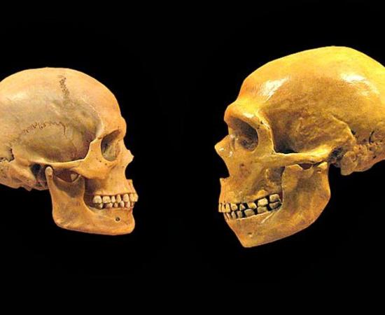 Comparison between the skull of a modern human (left) and a Neanderthal (right).