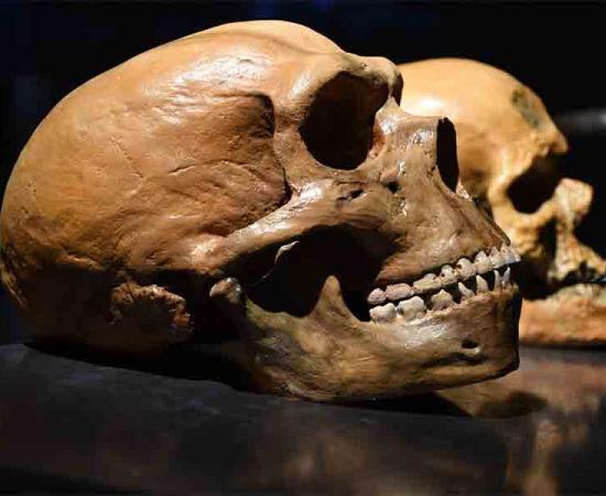 Neanderthal Brains Grew Larger With Greater Carbohydrate Consumption