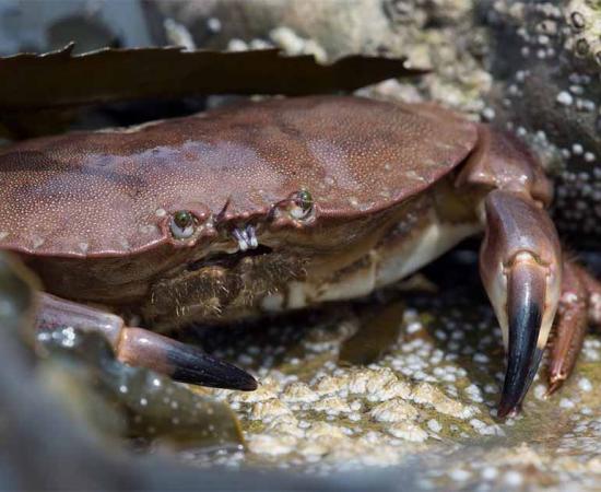 Neanderthals were eating brown crabs like this 90,000 years ago.	Source: davemhuntphoto/Adobe Stock