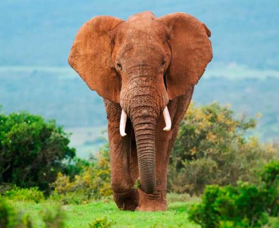 The elephants hunted by the Neanderthal groups would have been even larger than this African elephant. Source: peterfodor/Adobe Stock