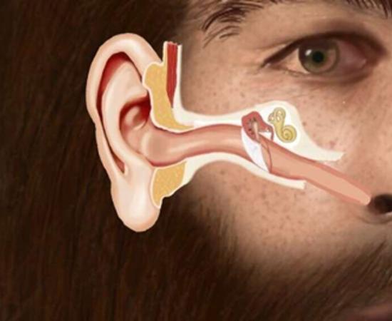This illustration shows the structure of the Eustachian Tube in a Neanderthal male and it's similarity to the human infant. Source: SUNY Downstate Health Sciences University.