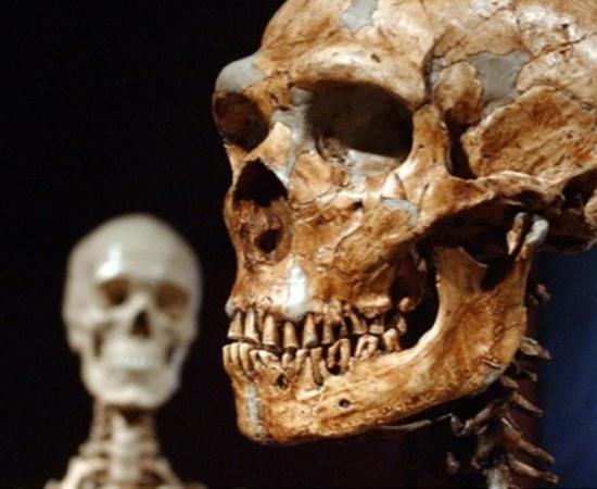 A reconstructed Neanderthal skeleton, right, is displayed next to a modern human skeleton at the Museum of Natural History in New York. 