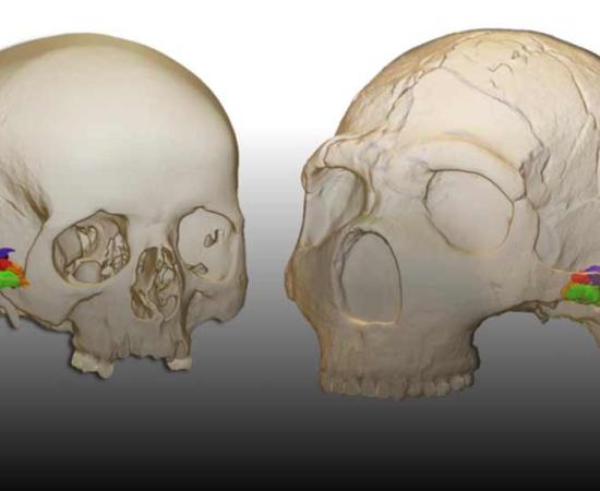 Study Shows Neanderthals Had Capacity To Produce And Understand Speech