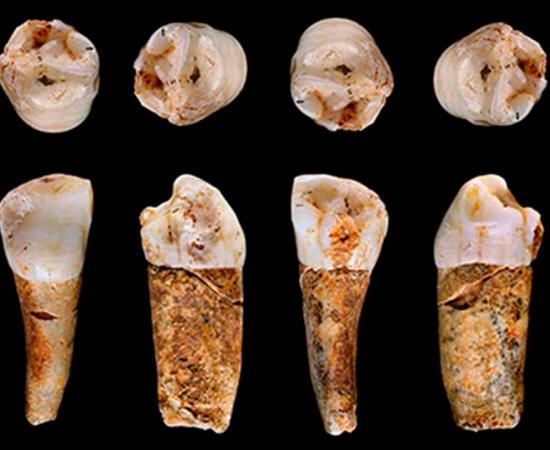 A Neanderthal premolar tooth from the Almonda cave system, Portugal. Source: João Zilhão/University of Southampton