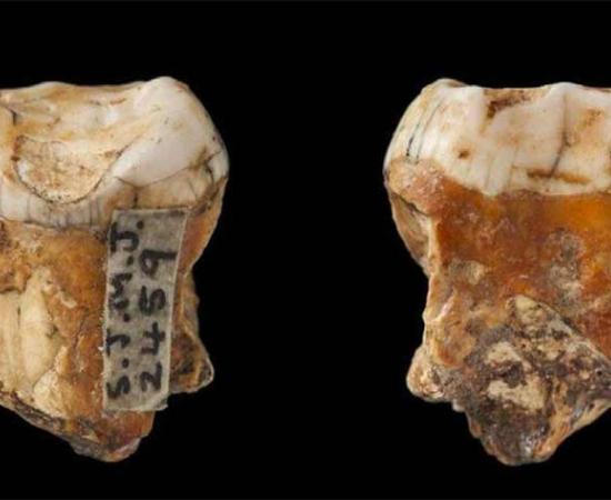 Neanderthal Interbreeding with Humans Rampant on Jersey?