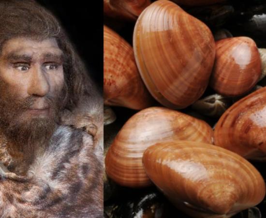 Neanderthal tools included shell scrapers. Source: procy_ab & Comugnero Silvana / Adobe Stock