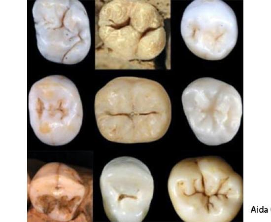 Neanderthals and Modern Humans