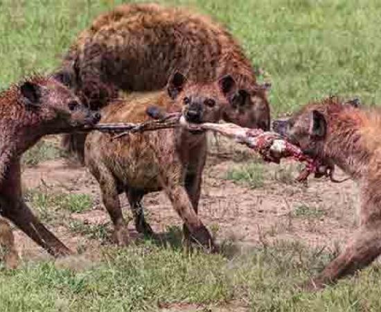 Neanderthals Found Near Rome In A Cave, “Hunted” and Eaten By Hyenas