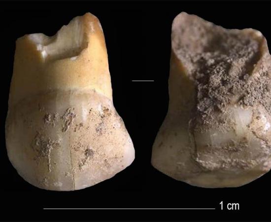 The discovery of an upper canine milk tooth that belonged to a Neanderthal child, aged 11 or 12, is believed to be about 48,000 years old. The discovery could help understand some of the last Neanderthals in Europe and why they became extinct. Source: Journal of Human Evolution.