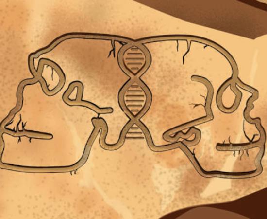 Artistic illustration of Neanderthal and Homo sapiens skulls.