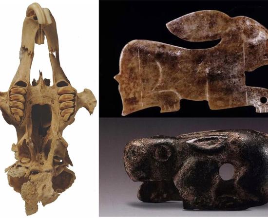 Left: Skull of a desert hare (Lepus capensis) from the Neolithic Chinese farming community in Yangjiesha, which was used in the study (S. Hu / Antiquity Publications Ltd).        Right top: Jade carving of a rabbit from a Western Zhou Dynasty (1046–771 BC) tomb in Shaanxi Province. (P. Sheng / Antiquity Publications Ltd).        Right bottom: Bronze ornament for a chariot in the shape of a rabbit recovered from Yulin. (P. Sheng / Antiquity Publications Ltd).