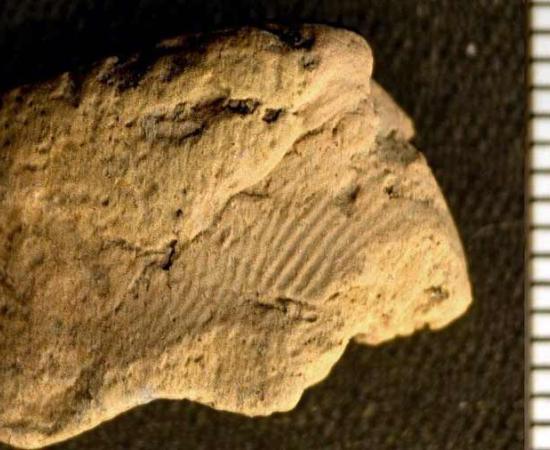 An image of the fingerprint captured using Reflectance Transformation Imaging.	