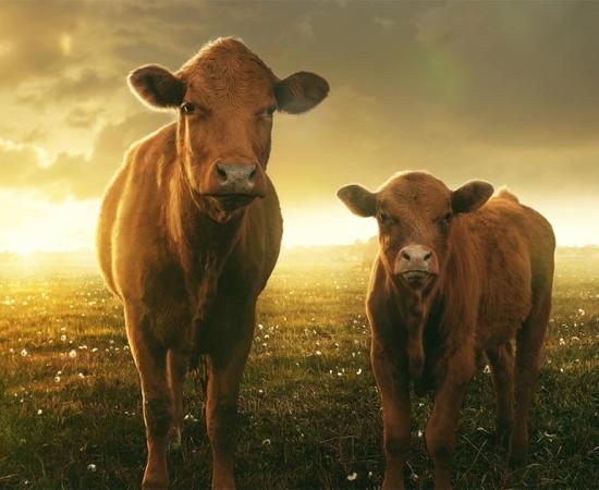 A new study of Neolithic pottery fragments has revealed ancient Britons were among the first people to farm dairy. Pictured: Cow and her calf in sunset. Source:  lassedesignen / Adobe stock