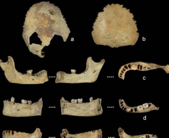 Human bone specimens used to estimate age at death, showing evidence of processing and damage consistent with systematic cannibalism