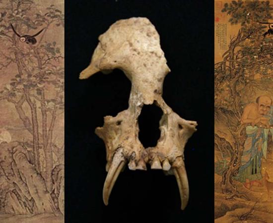 Gibbon skull found in China (Credit: Samuel Turvey/ZSL); Luohan, hanging scroll, ink and color on silk (Public Domain); Apes and Horses (Public Domain)