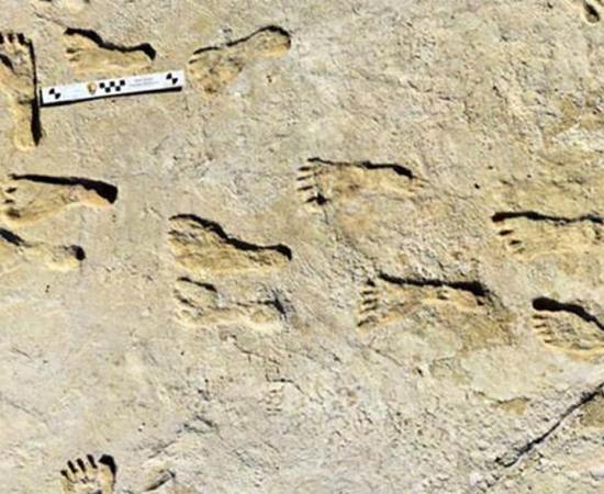 The ancient New Mexico footprints found at White Sands National Park, which could be dated because the footprints were embedded with native plant seeds. 		Source: Bennett et al. / Science