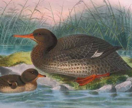 Top image: Auckland Island merganser. Artistic reconstruction by J. G. Keulemans from Bullers Birds of New Zealand (1888) Bullers Birds of New Zealand.                Source: Author provided/The Conversation