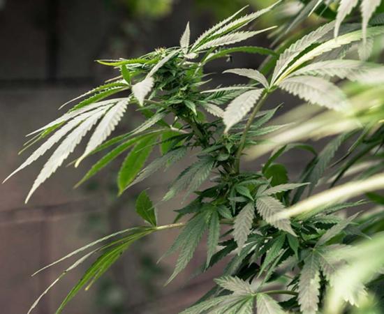 A cannabis crop 