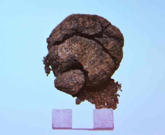 The fragment of bread retrieved from an oven in Çatalhöyük. Source: Erbakan