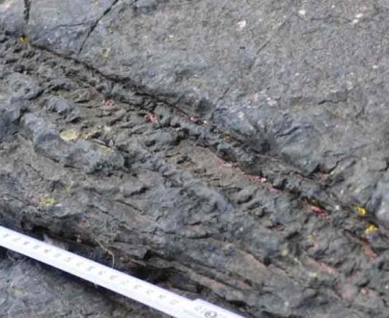 Detail of a fallen tree trunk from the world’s oldest fossilized forest discovered in Somerset. Source: BBC / Chris Berry.
