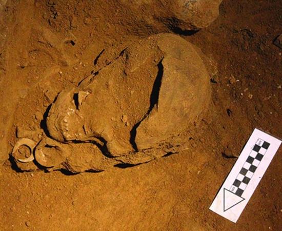 Tron Bon Lei cranium, photographed during excavation. Fish-hook A and perforated bivalve to the north of the mandible.