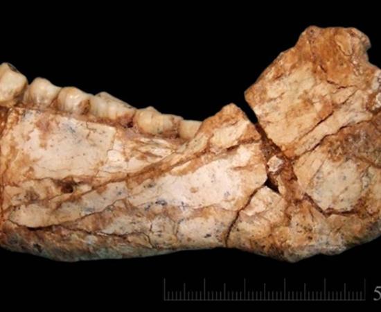 An almost complete adult mandible found at Jebel Irhoud, Morocco. New discoveries at the site date the earliest Homo sapiens to 300,000 years ago.