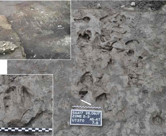 Oxen and goat hoofprints found at the site, which were found alongside the oldest plough marks (top left) in Europe, are evidence that cattle domestication existed very early in the Neolithic Revolution in agriculture. Source: Nature.com; ARIA SA