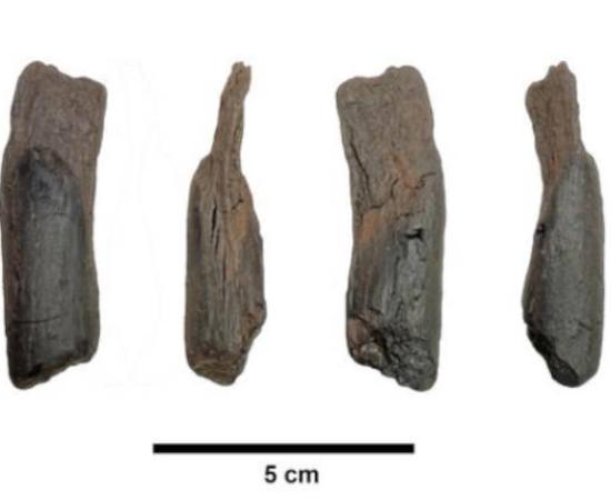 430,000-year-old wooden tool from Marathousa 1, Greece