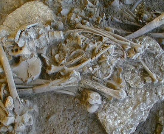 One of the complete skeletons found in the Frälsegården passage grave.	Source: Karl-Göran Sjögren/Nature