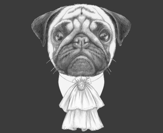 Portrait of Aristocrat Pug Dog. By viconda@gmail.com / Adobe Stock